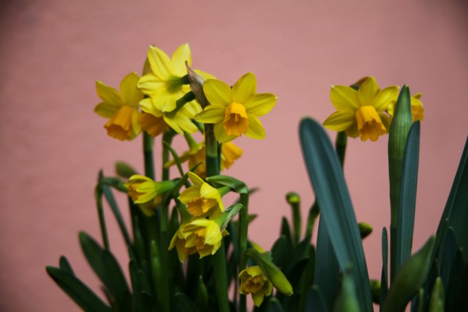 Le printemps est là ! photo 2